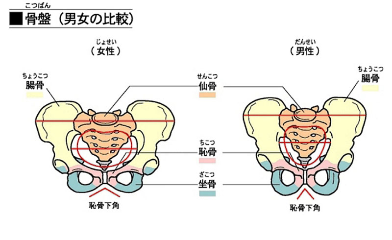 骨盤の男女イラスト